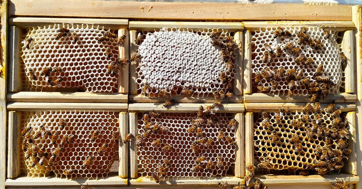 Foto de la comunidad 2